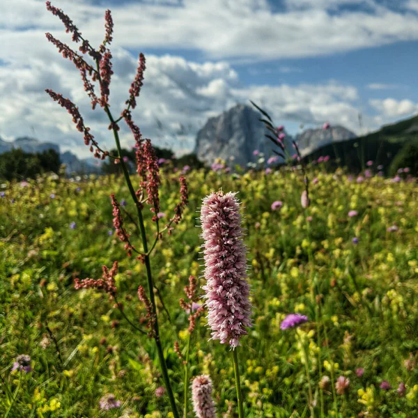 Sassolungo, Dolomites, Italy